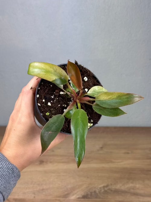 Philodendron Imperial Red Variegata