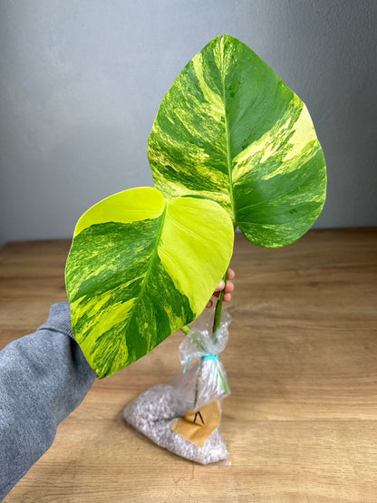 Monstera Aurea Cutting
