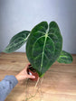 Anthurium Forgetii x Besseae aff
