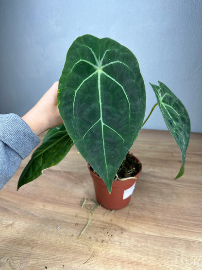 Anthurium Forgetii x Besseae aff