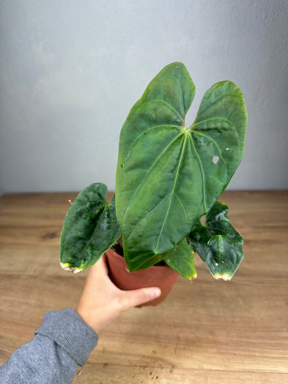Anthurium Besseae x Debile M ( New Hybrid Collection )