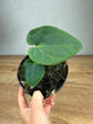 Anthurium Besseae x Debile M ( New Hybrid Collection )
