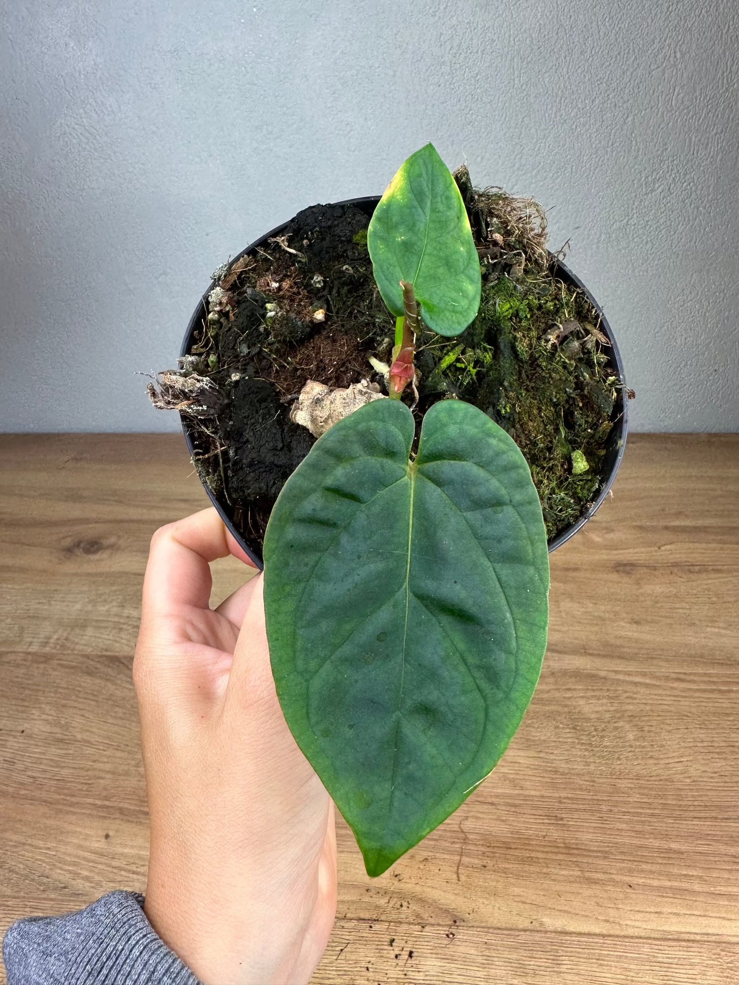 Anthurium Besseae x Debile M