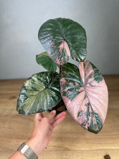 Alocasia Serendipity Variegata Harmony Plants