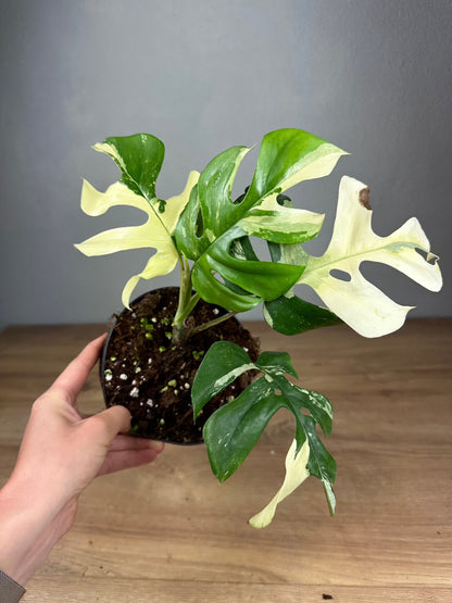 Rhaphidophora Tetrasperma Variegated (High Quality)