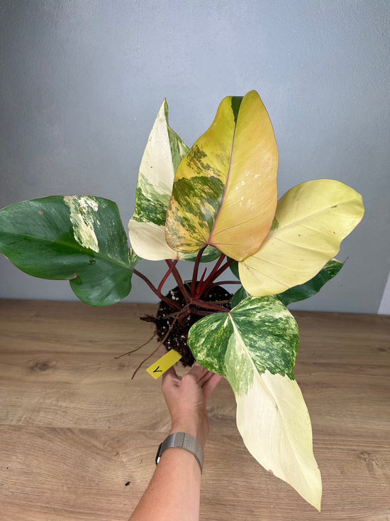 Philodendron Strawberry Shake Variegata (Premium)