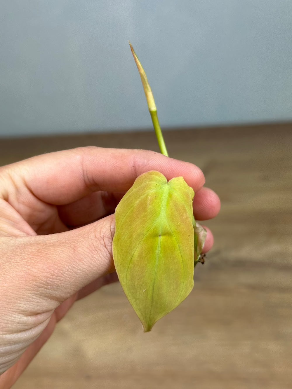 Philodendron Micans Variegata