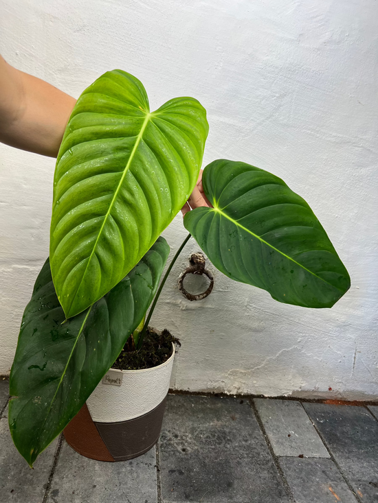 Produkte – Page 8 – Harmony Plants