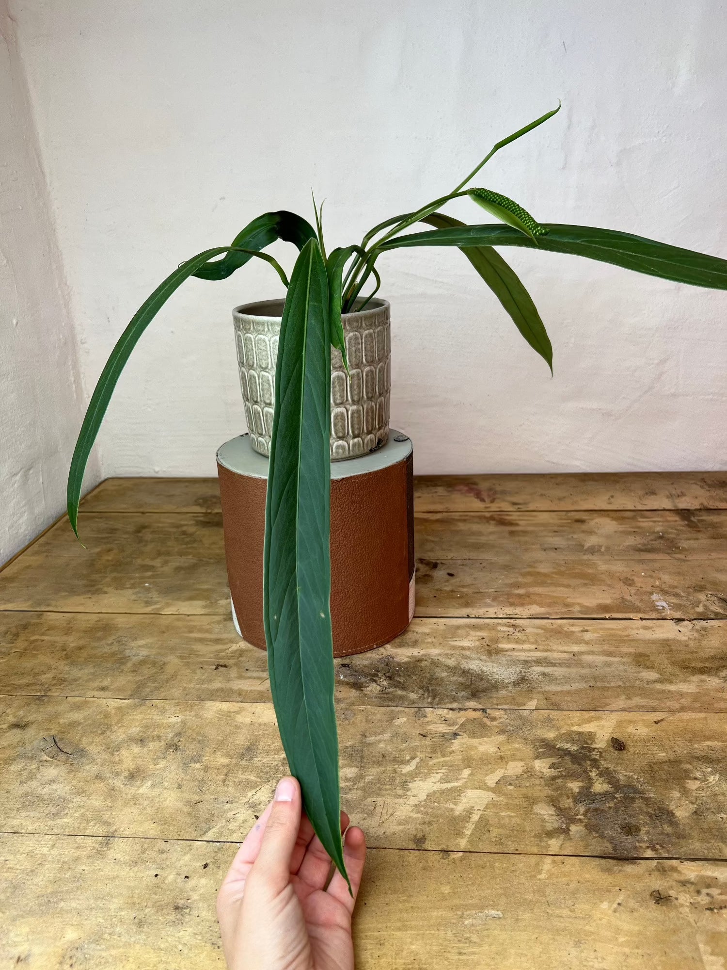 Anthurium Ceronii