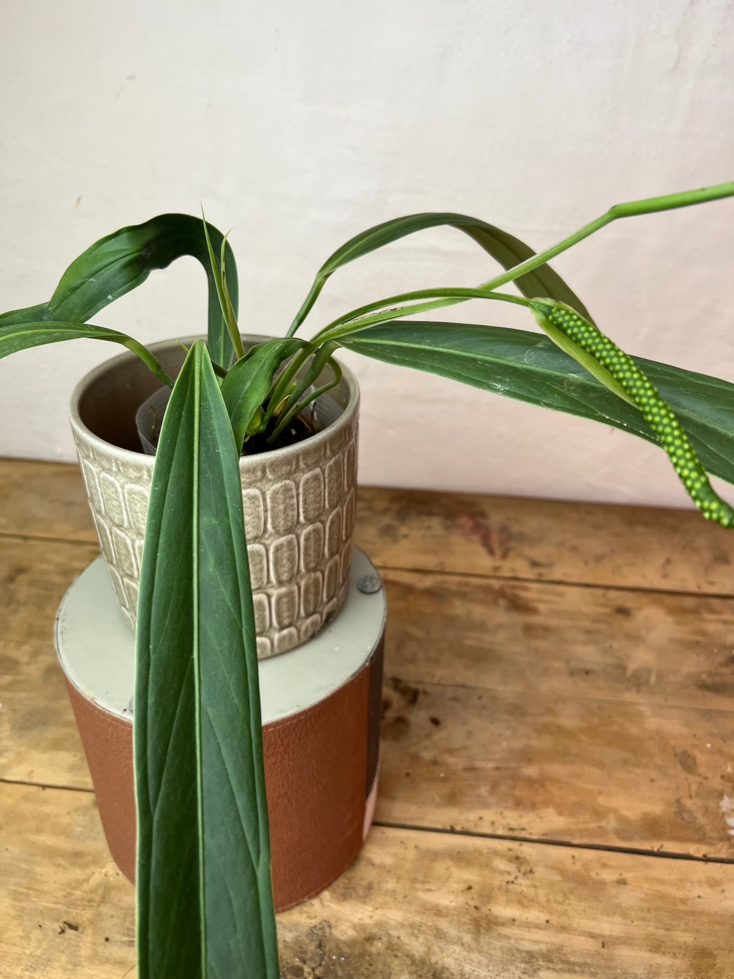 Anthurium Ceronii