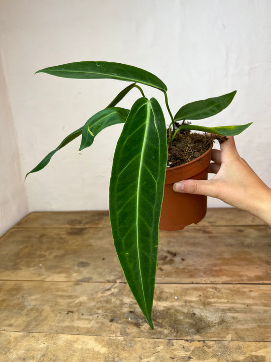 Anthurium Warocqueanum S