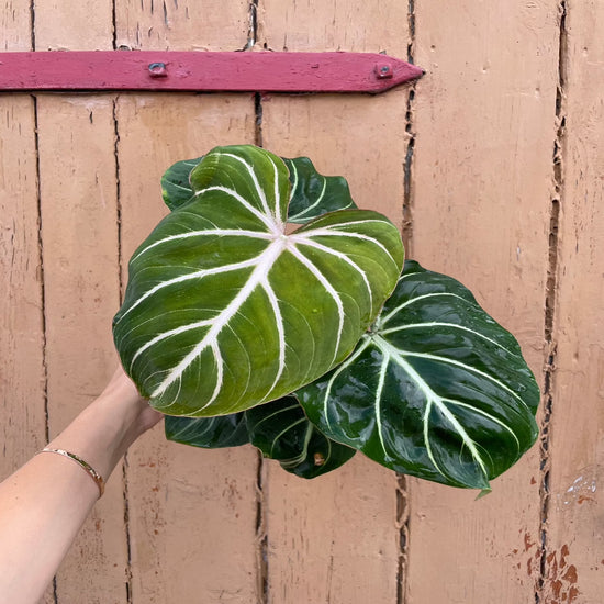 Philodendron Gloriosum Zebra Pink Back Medium