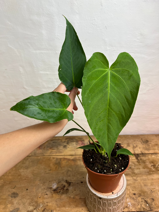 Anthurium Waterburyanum