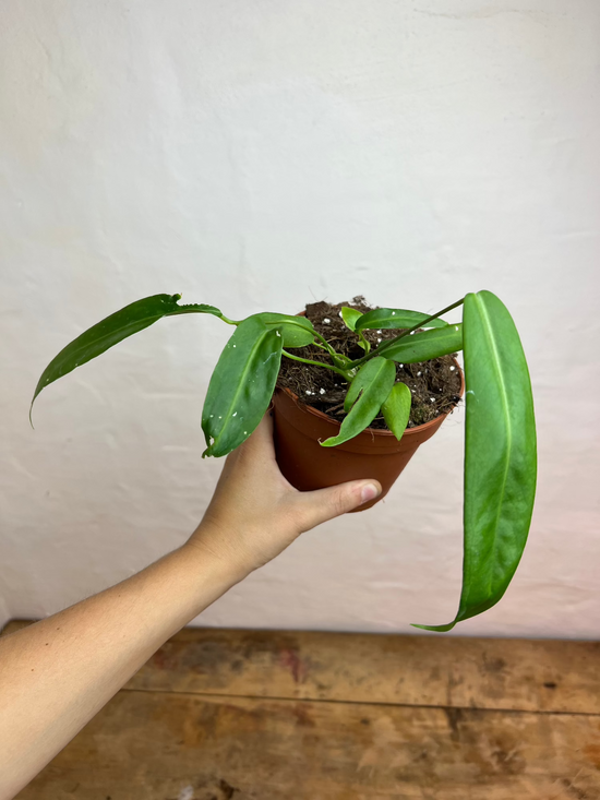 Anthurium Pallidiflorum