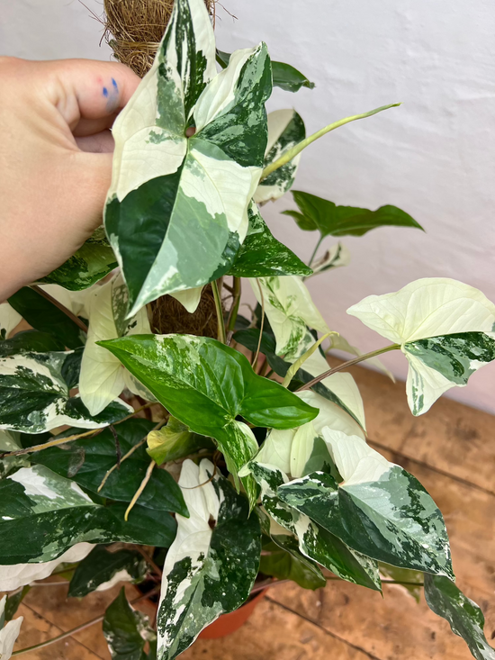 Syngonium Albo Variegata