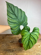 Philodendron Sp Colombia Platinum