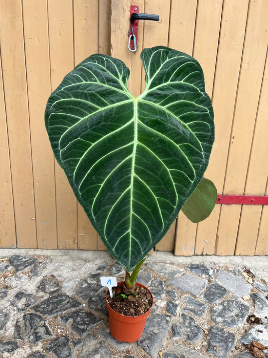 Anthurium Regale XXL