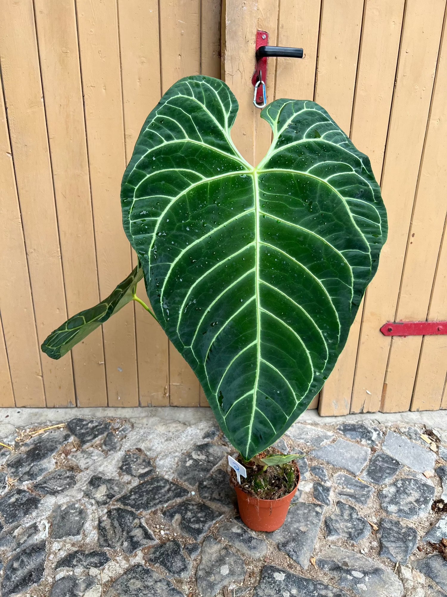 anthurium regale green Anthurium Regale XXL