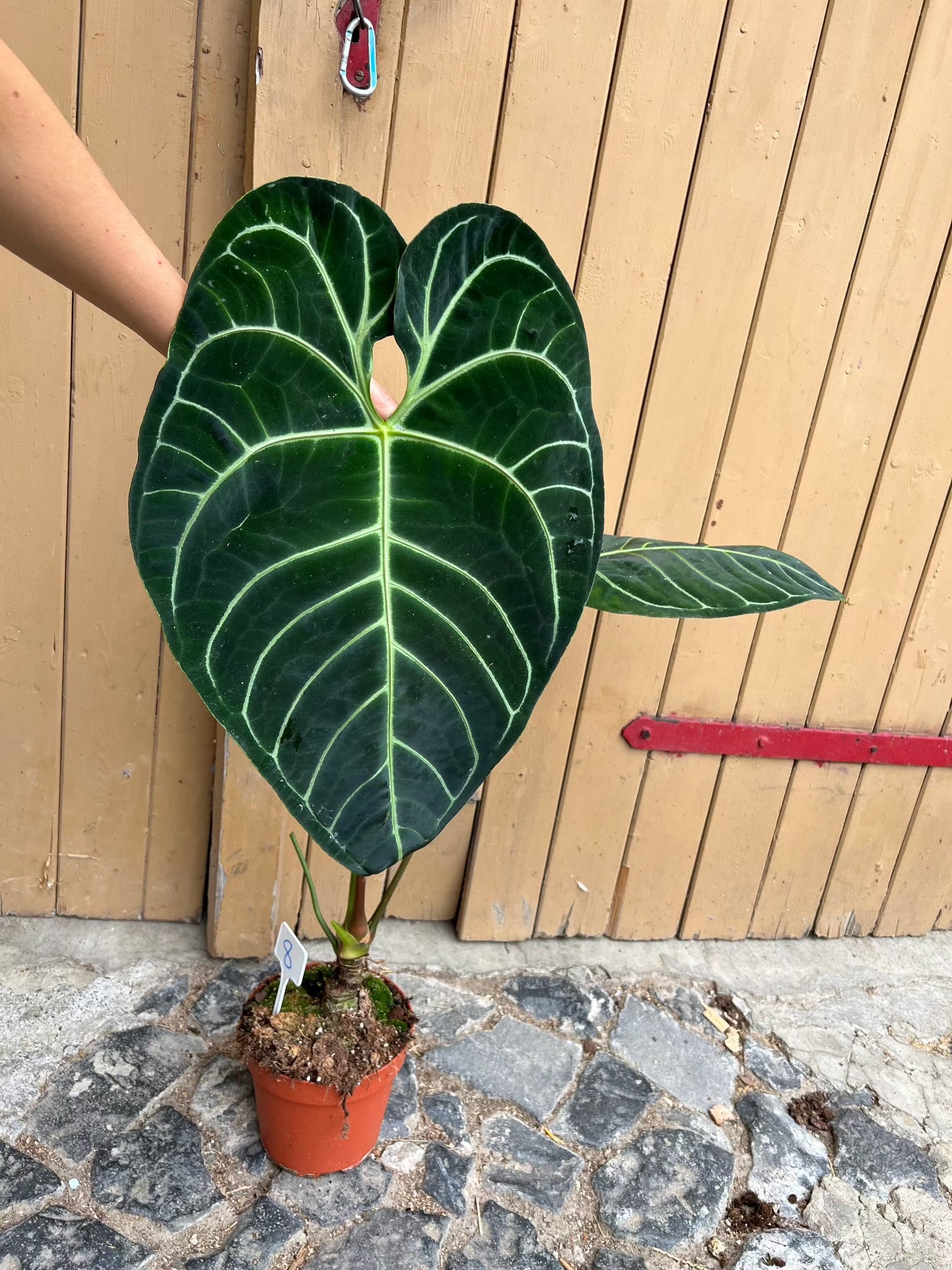 anthurium regale dark form Anthurium Regale XXL