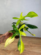 Philodendron Florida Beauty M-L ( Premium Variegata )