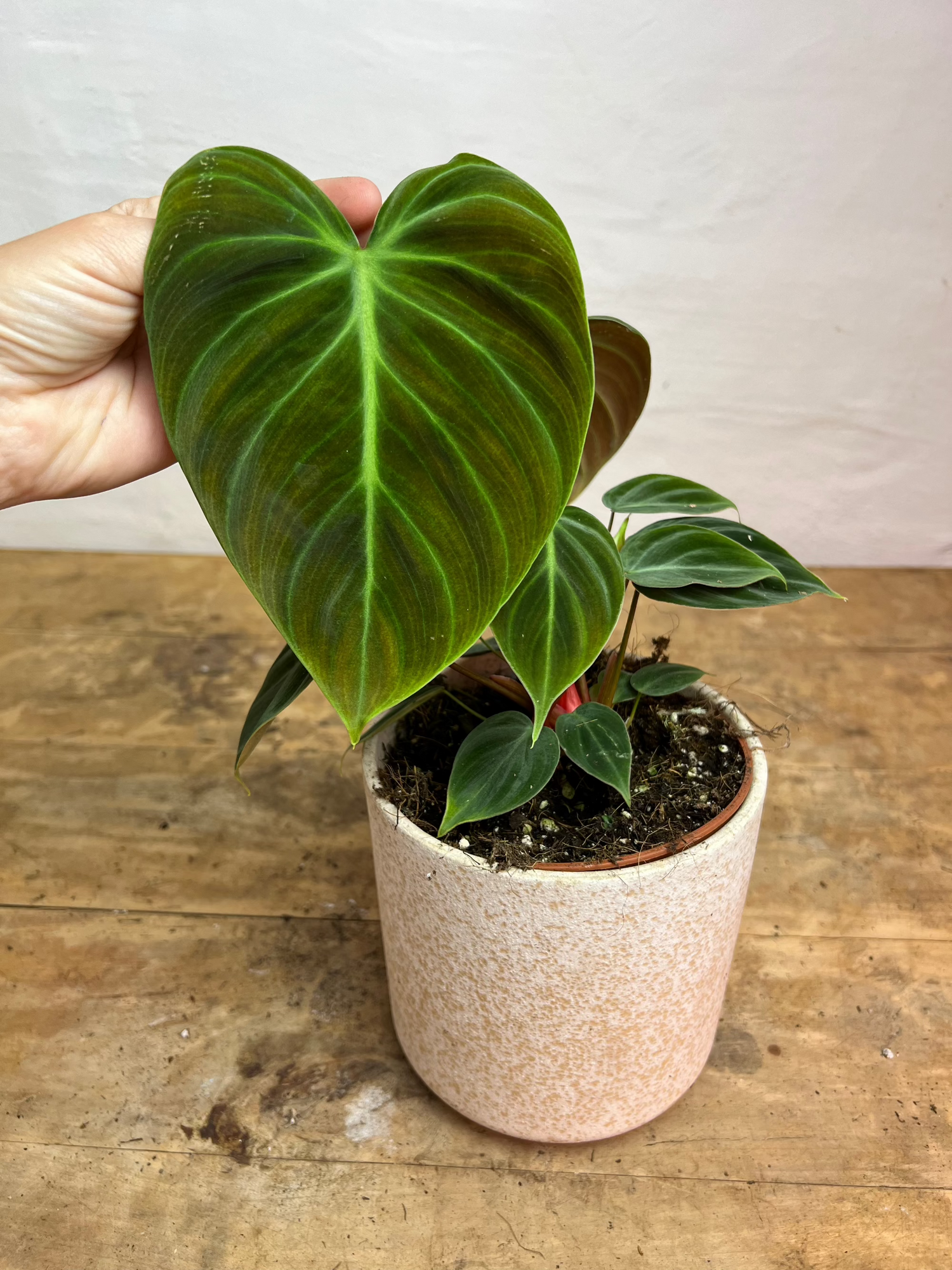 Philodendron El Choco Red