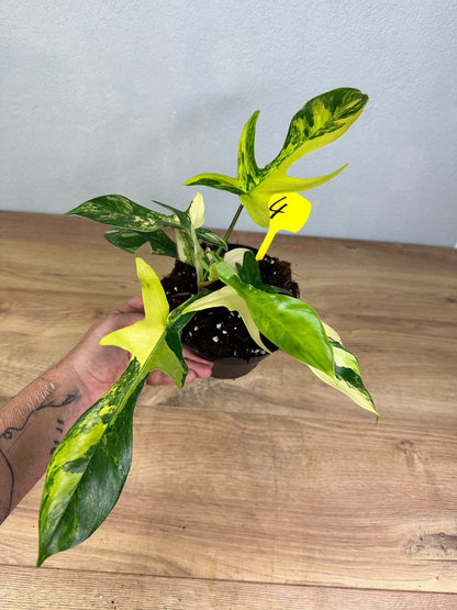 Philodendron Florida Beauty M-L ( Premium Variegata )