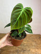 Philodendron El Choco Red M