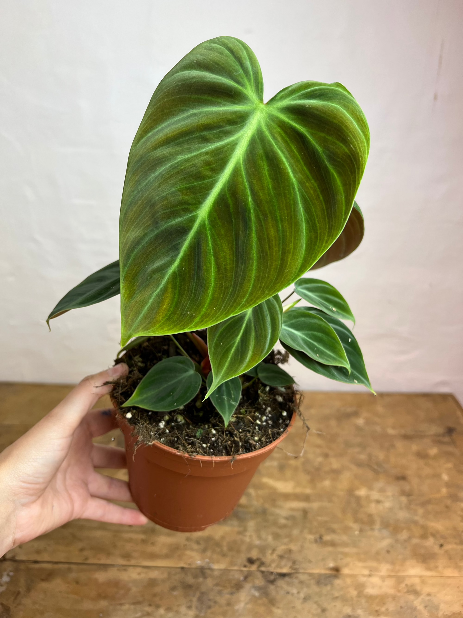 Philodendron El Choco Red
