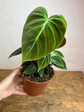 Philodendron El Choco Red