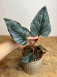 Philodendron Squamicaule Pink