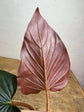Philodendron Squamicaule Pink