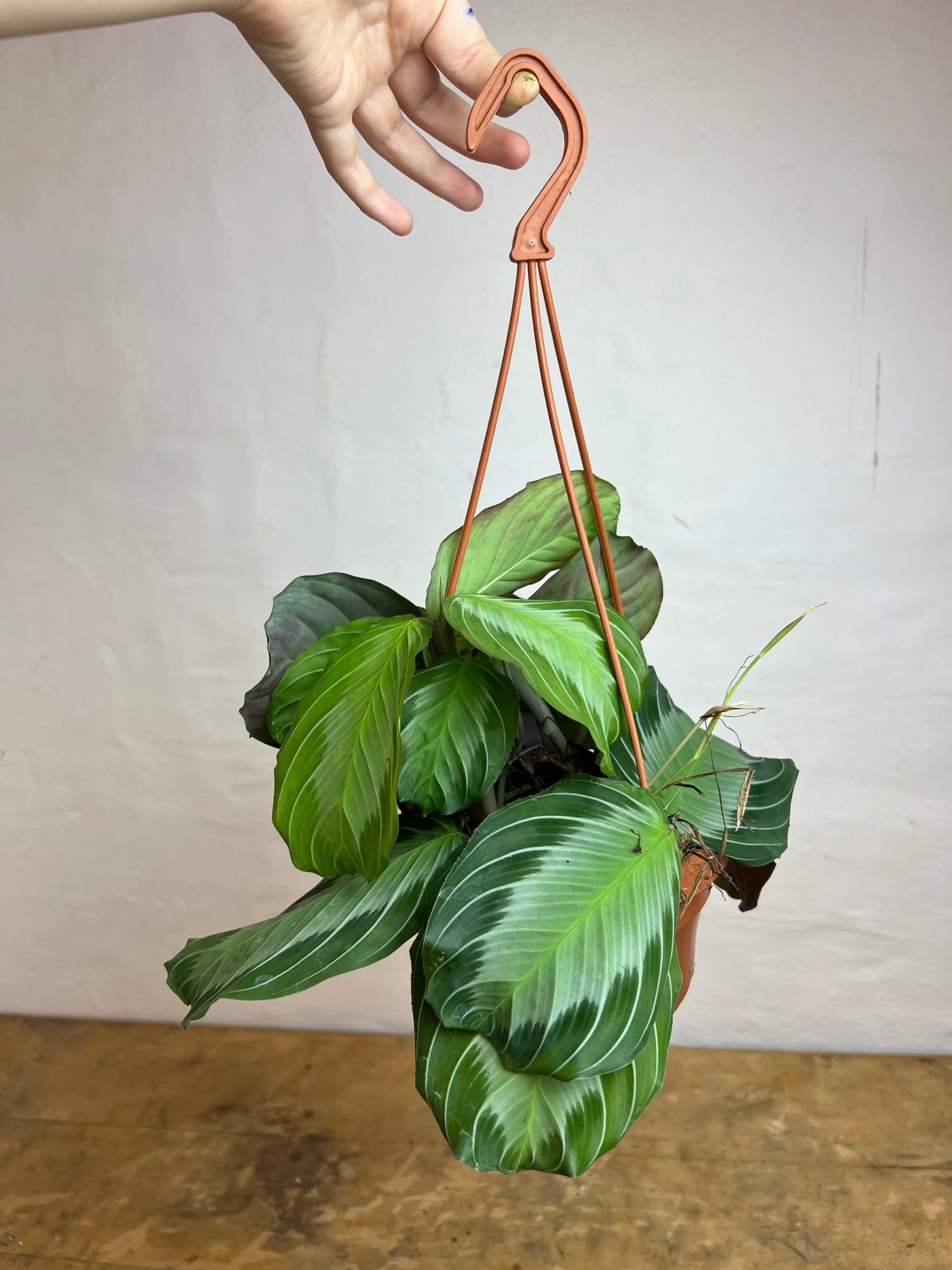 Maranta Leuconeura &