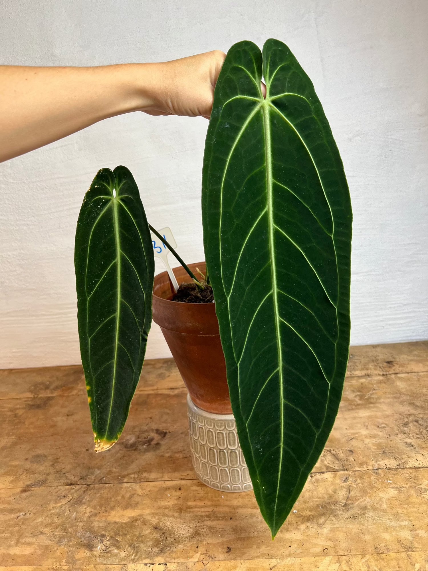 anthurium ascomycota Anthurium Waroqueanum