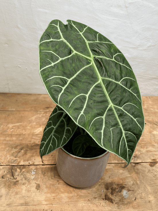 Alocasia Watsoniana (Shine Form)