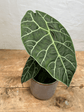 Alocasia Watsoniana