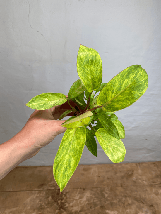 Philodendron Painted Lady