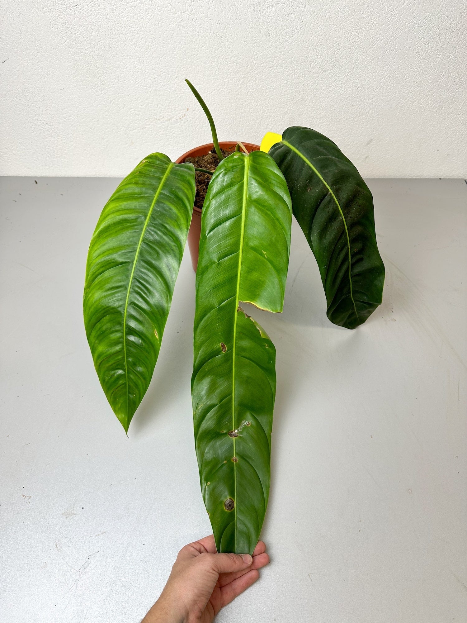 philodendron patricia Philodendron Patriciae L-XL