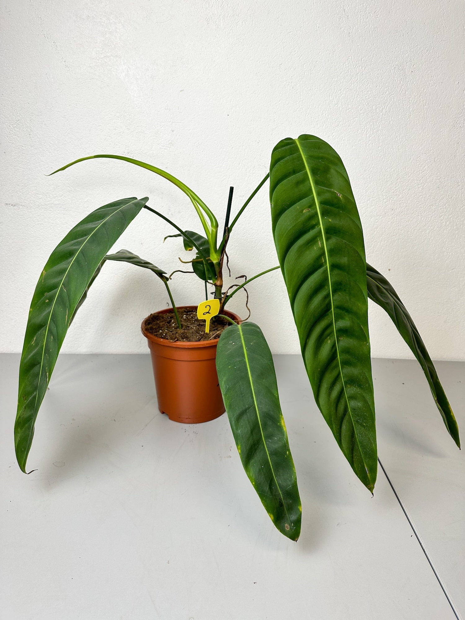 Philodendron Patriciae