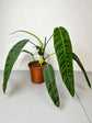 Philodendron Patriciae L-XL