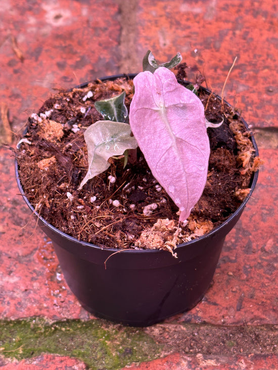 Alocasia Polly Variegata