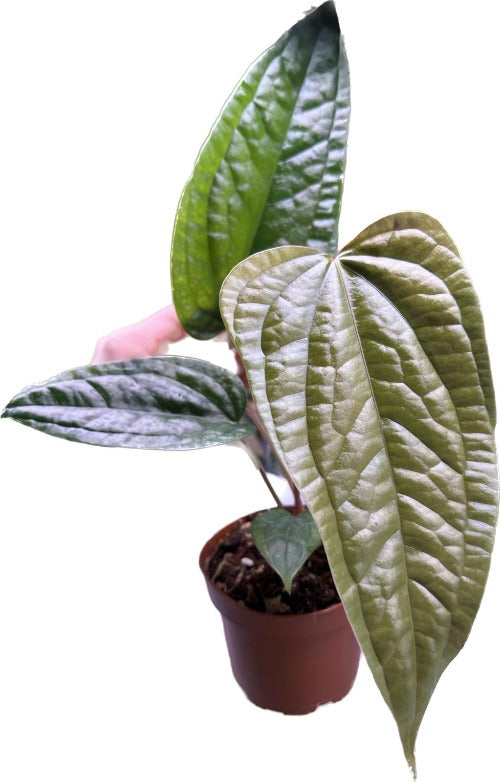 Anthurium Moronense x Luxurians