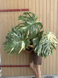 Monstera Thai Constellation XXL