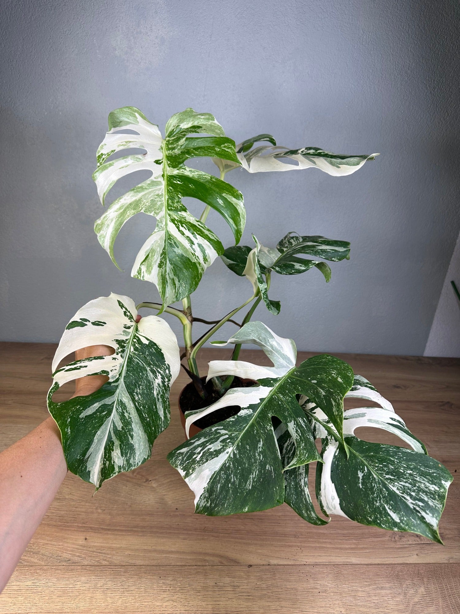 monstera deliciosa variegata Monstera Deliciosa Variegata L