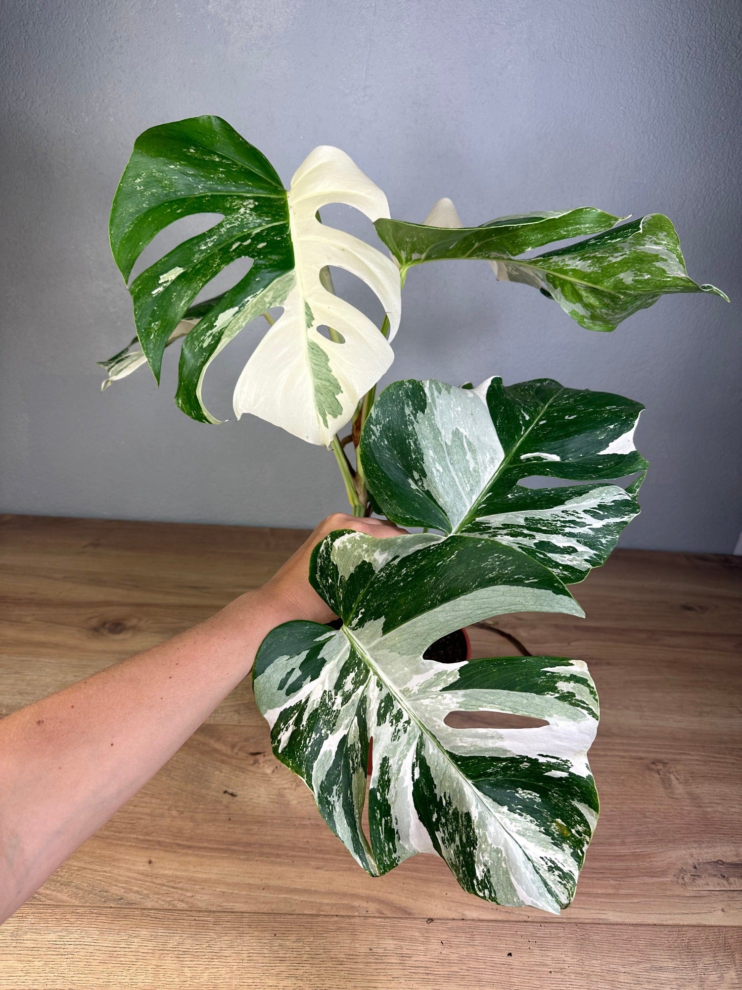 Monstera Thai Constellation