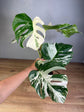 Monstera Deliciosa Variegata L (Premium Variegated)
