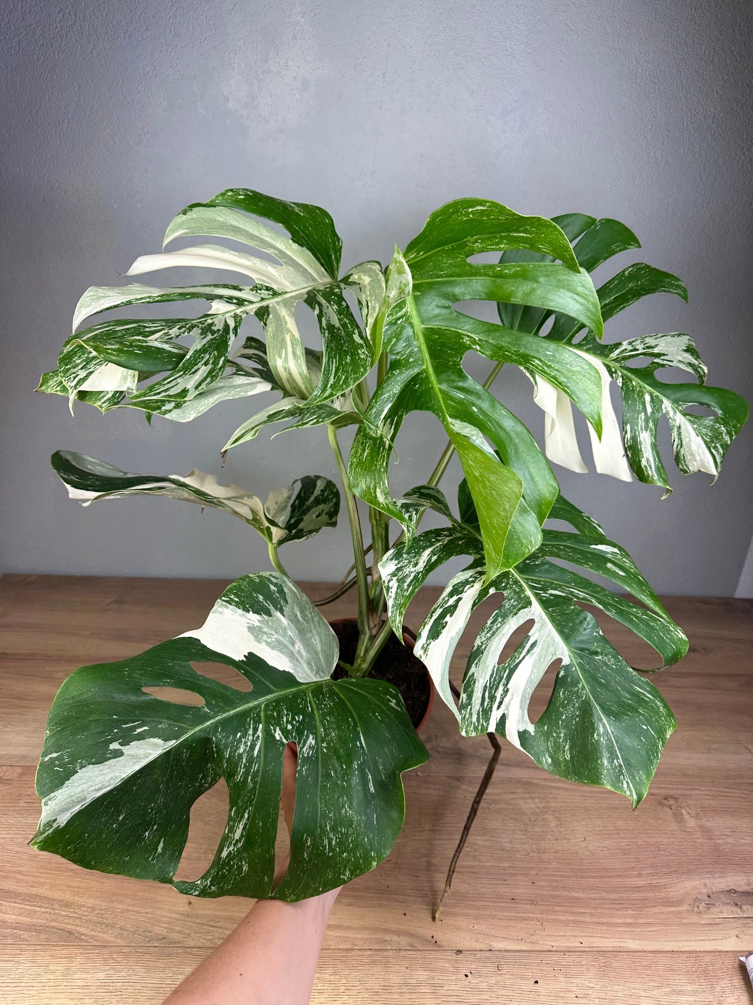 Monstera Thai Constellation