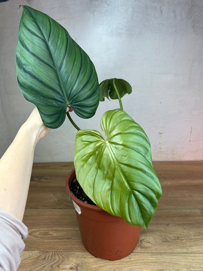 Philodendron Sp Colombia Platinum