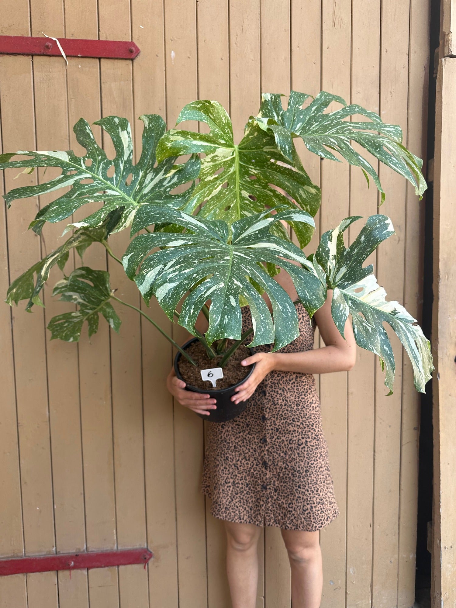 Monstera Thai Constellation