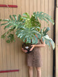 Monstera Thai Constellation XXL