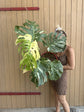 Monstera Thai Constellation XXL
